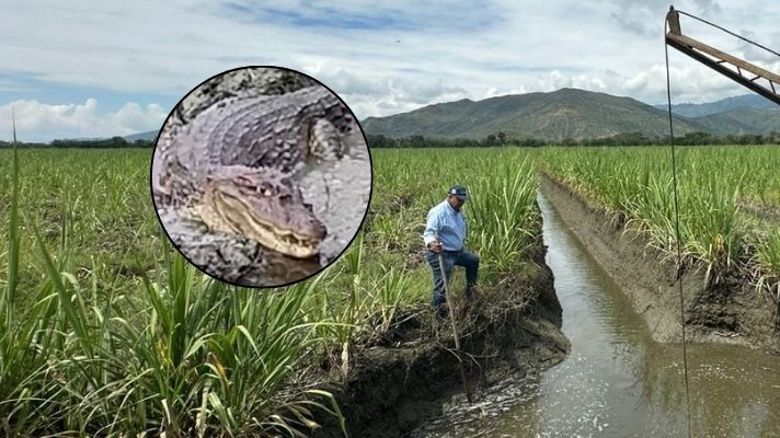 Alerta ambiental en Bugalagrande: CVC pide calma y respeto por babilla en zona de humedales