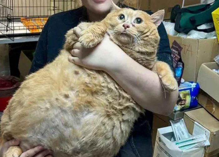 El gatito más gordo del mundo muere tras ir a un campamento para bajar de peso